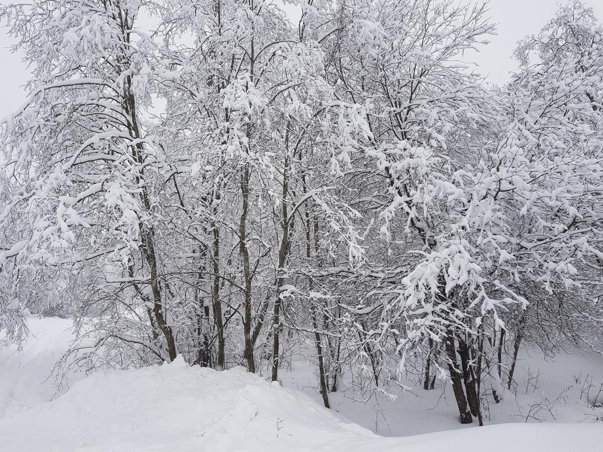 Aurora Dilijan